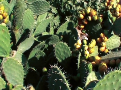 Dikenli incir hasadı başladı