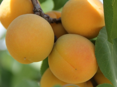 Isparta’da sezon bitti