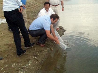 7 bin yavru sazan bırakıldı