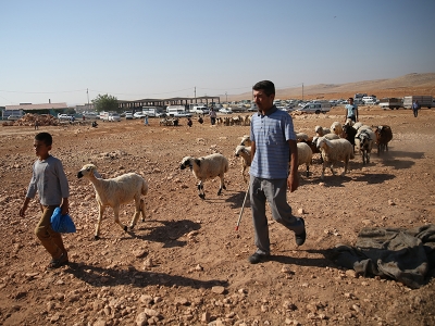 Küçükbaş kurbanlıklar Şanlıurfa'dan