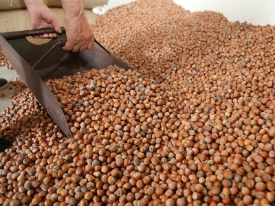 Fındık üreticisi TMO’nun alımından memnun