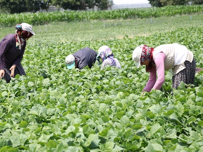Burdur’da fasulye hasadı