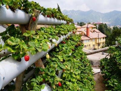 Terasa örnek çilek bahçesi kurdu
