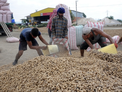 Yer fıstığı hasadı başladı
