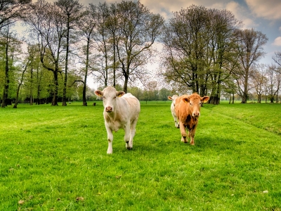 Damızlık düve yetiştiriciliği destekleri