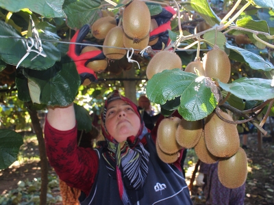 Kocadere Vadisi'nde kivi üretimi artıyor