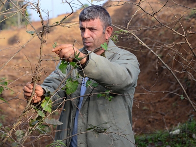 Modern bahçelerle kaliteli üretim artıyor