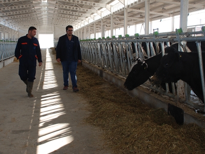 Burdur’un masterlı besicisi 1,5 ton süt üretiyor