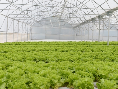 Topraksız tarım serasına dönüştürdü