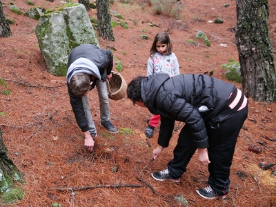Melki mantarı topladılar