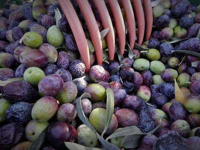 Zeytin üreticisinin yüzü gülüyor
