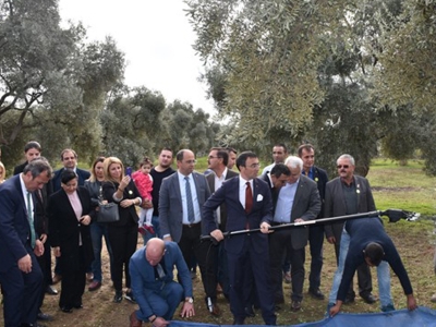 Milas’ta Zeytin Hasat Şenliği