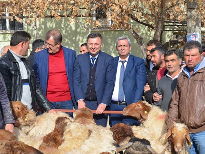 İvesi koç dağıtımı yapıldı