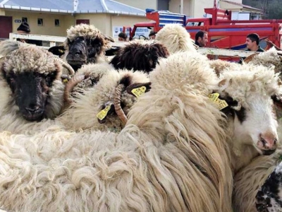 Genç çiftçilere damızlık koyun desteği