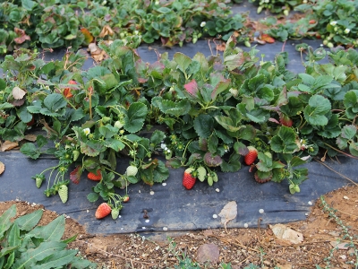 Isparta’nın kış çilekleri