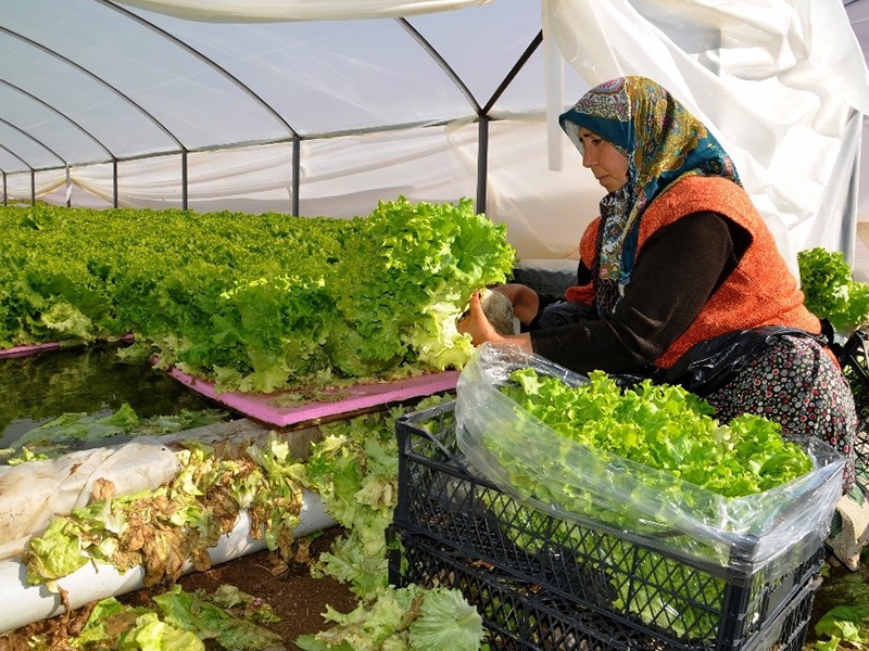 Topraksız serayla kazancını artırdı - Genel - Tarım Orman Ekranı