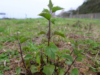 Isırgan otunun en iyisi belirlenecek