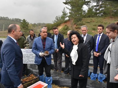 “Vali Hanım Çileği” fideleri toprakla buluştu
