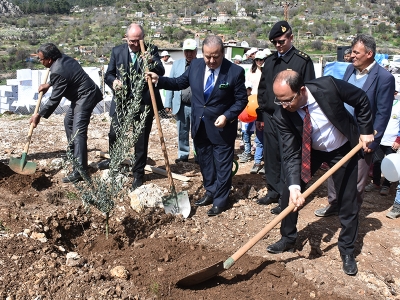 Zeytin Mahallesi 64 bin fidanla yenilendi