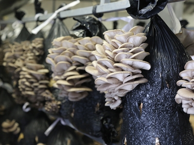 İstiridye mantarları kadın elinde büyüyor