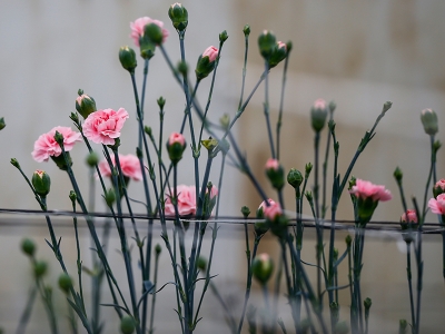 Türkiye'nin ilk yerli karanfili tescillendi
