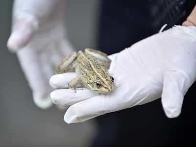 Kurbağalar girişimcilere ücretsiz verilecek