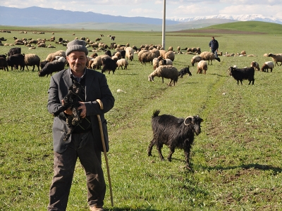 Besicilerin çoban sıkıntısı