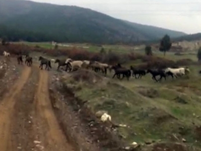 Yılkı atları böyle görüntülendi