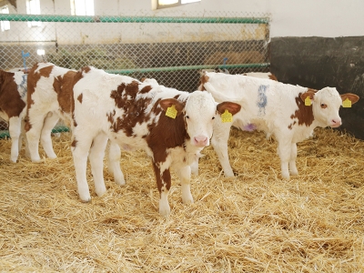 'Üstün vasıflı' sığırlar dünyaya geldi