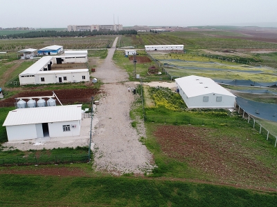 Organik keçi yetiştirilecek