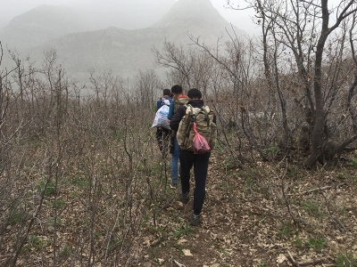 Şifalı ot için kilometrelerce yol yürüyorlar