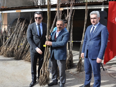 23 Bin ceviz fidanı dağıtıldı