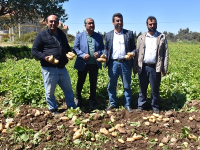 Datça’da erken turfanda patates hasadı