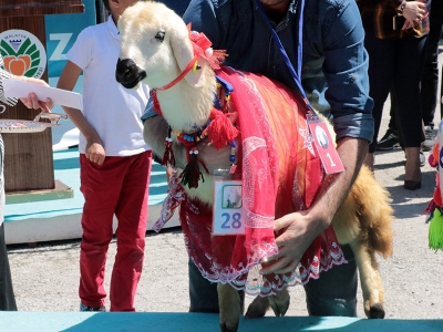 Malatya’nın en güzel kuzusu seçildi