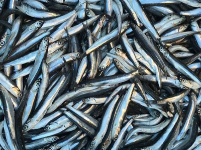 Rize'de 40 ton küçük boy hamsiye el konuldu