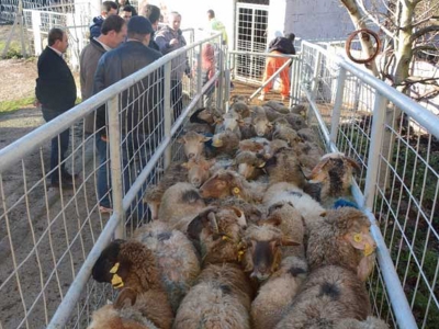 Genç çiftçilere hayvan desteği sürüyor