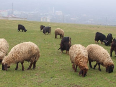 Güzel havalar besicileri sevindirdi