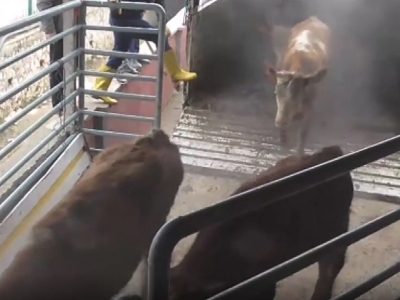 Genç çiftçilere hibe düveler dağıtıldı