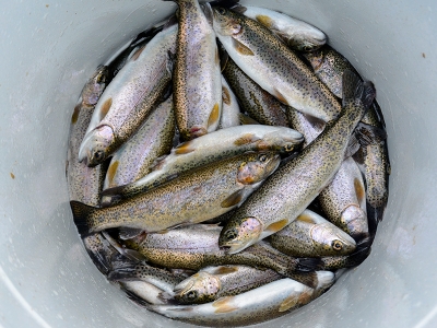 Denizi yok 4,7 ton balığı var