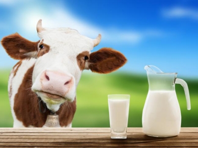 Üreticiler çiğ sütte fiyat istikrarından memnun