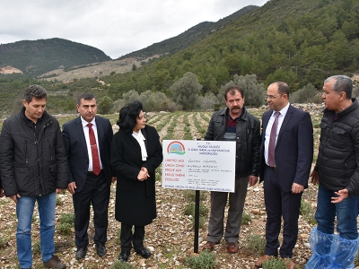 İncirköy Muğla’nın lavanta merkezi olacak