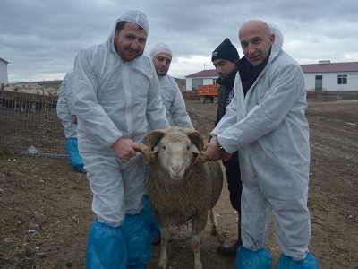 Yerli ırk koyunlarda et verimi artırıldı