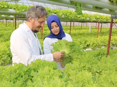 Bu marullar topraksız yetişiyor