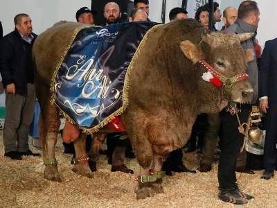 ‘Ağır Abiler Yarışıyor’