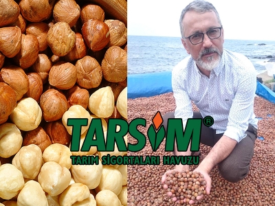 Fındık TARSİM’le güvence altında