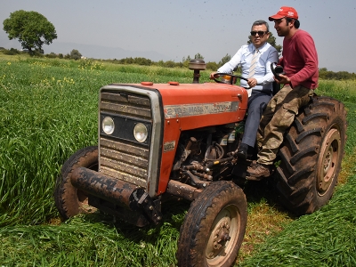 Alternatif yem bitkisi: Süt otu