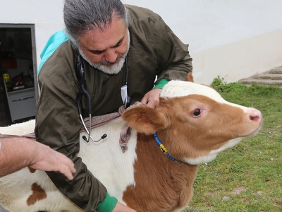Veterinerler buzağılar ölmesin diye çalışıyor