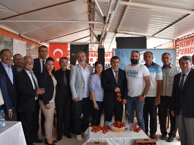 Fethiye'de domatesler yarıştı