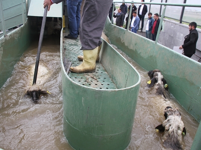 ‘Mobil koyun banyoluğu’