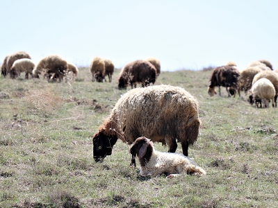 Vanlı besiciler yayla yolunda
